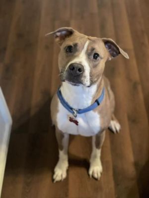 NOVA