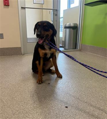 MUTTLEY MILES 1