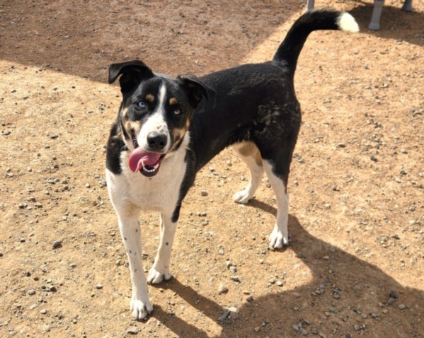 BONITA, an adoptable Mixed Breed in Santa Fe, NM, 87507 | Photo Image 1