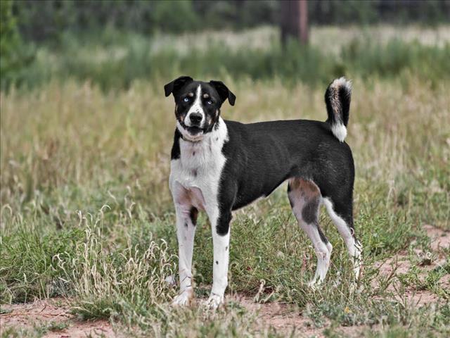 BONITA, an adoptable Mixed Breed in Santa Fe, NM, 87507 | Photo Image 1
