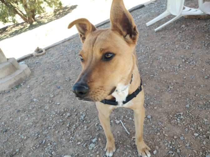 MR FOX, an adoptable Mixed Breed in Santa Fe, NM, 87507 | Photo Image 1