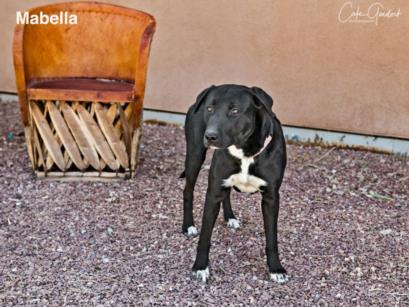 MABELLA