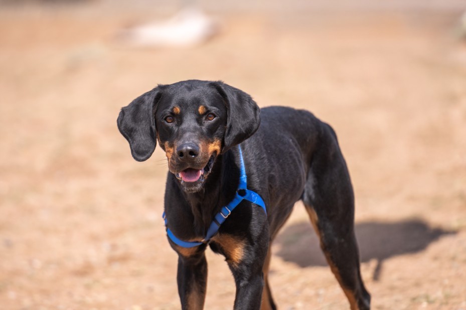 JOLENE, an adoptable Mixed Breed in Santa Fe, NM, 87507 | Photo Image 1