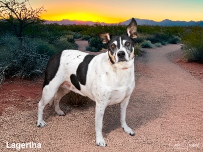LAGERTHA, an adoptable Mixed Breed in Santa Fe, NM, 87507 | Photo Image 1