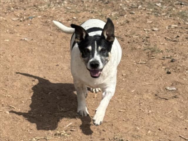 LAGERTHA, an adoptable Mixed Breed in Santa Fe, NM, 87507 | Photo Image 1