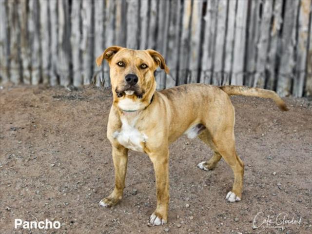PANCHO