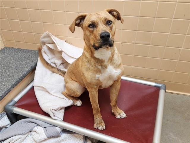 PANCHO, an adoptable Mixed Breed in Santa Fe, NM, 87507 | Photo Image 1