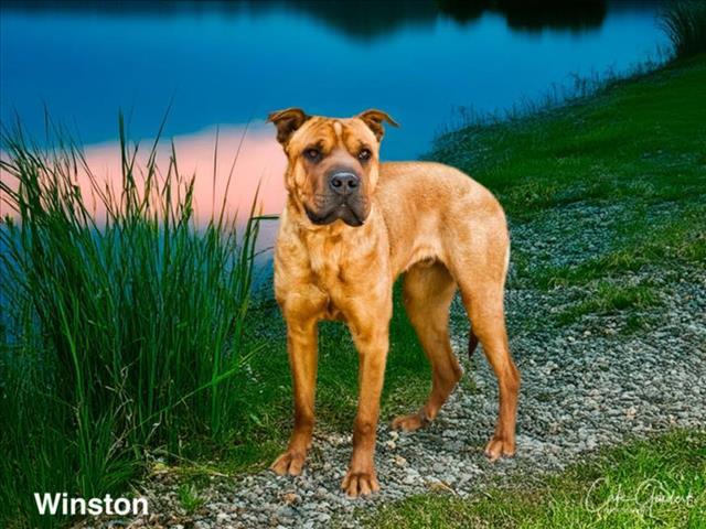WINSTON