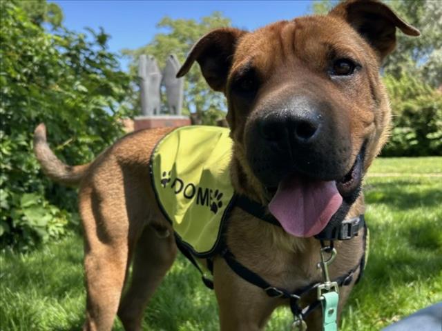 WINSTON, an adoptable Mixed Breed in Santa Fe, NM, 87507 | Photo Image 1