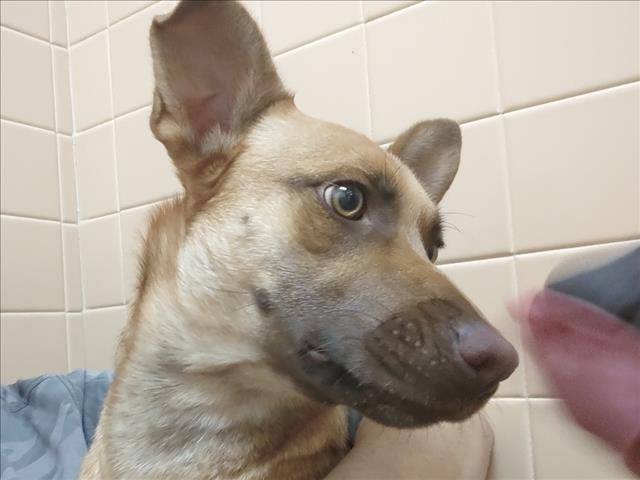 PERLA, an adoptable Mixed Breed in Santa Fe, NM, 87507 | Photo Image 1