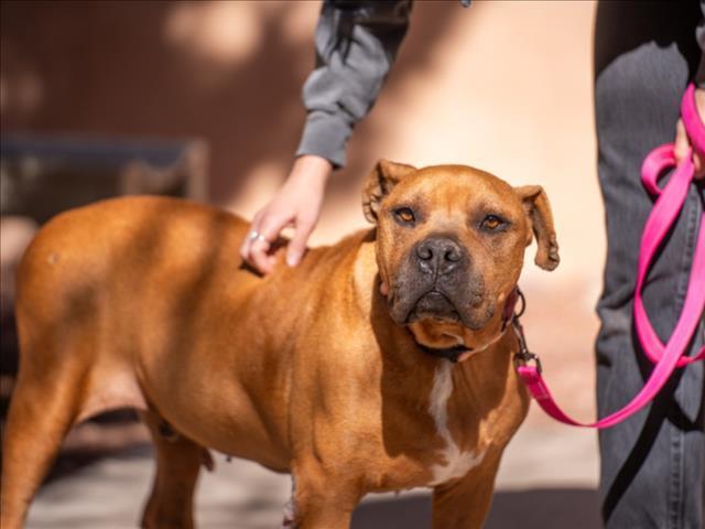 CHEVY, an adoptable Mixed Breed in Santa Fe, NM, 87507 | Photo Image 1
