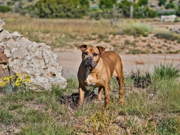 CHEVY, an adoptable Mixed Breed in Santa Fe, NM, 87507 | Photo Image 1