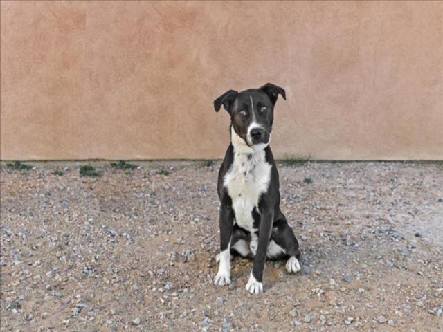 COLTER, an adoptable Mixed Breed in Santa Fe, NM, 87507 | Photo Image 1