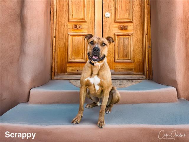 SCRAPPY
