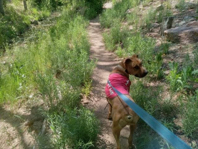 SCRAPPY, an adoptable Mixed Breed in Santa Fe, NM, 87507 | Photo Image 1