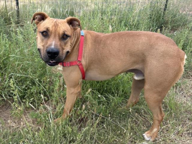 SCRAPPY, an adoptable Mixed Breed in Santa Fe, NM, 87507 | Photo Image 1