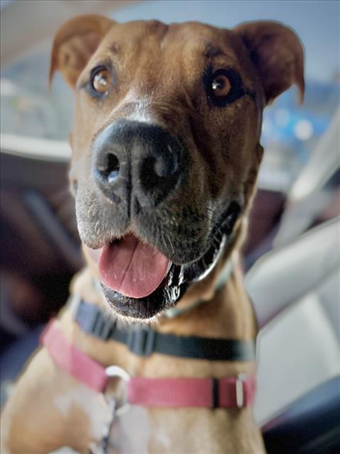 SCRAPPY, an adoptable Mixed Breed in Santa Fe, NM, 87507 | Photo Image 1