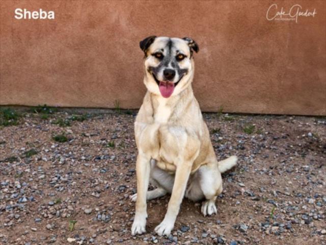 SHEBA, an adoptable Mixed Breed in Santa Fe, NM, 87507 | Photo Image 1