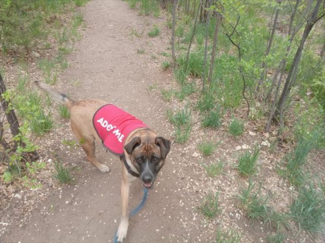 WAYLEN, an adoptable Mixed Breed in Santa Fe, NM, 87507 | Photo Image 1