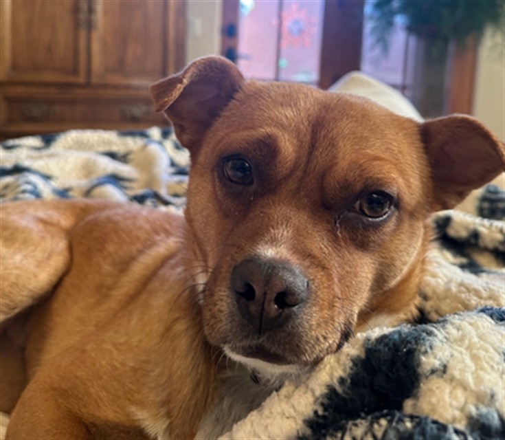 TIA, an adoptable Mixed Breed in Santa Fe, NM, 87507 | Photo Image 1