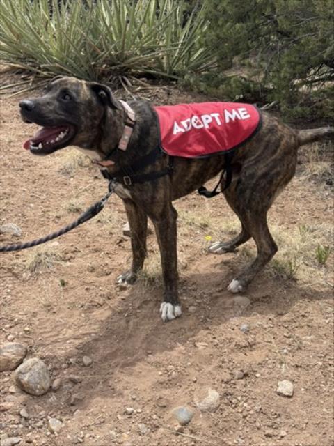 ARCHER, an adoptable Mixed Breed in Santa Fe, NM, 87507 | Photo Image 1