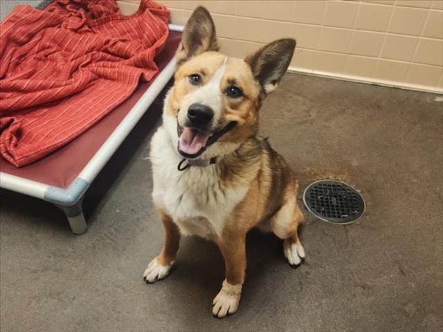 SCARLETT, an adoptable Mixed Breed in Santa Fe, NM, 87507 | Photo Image 1