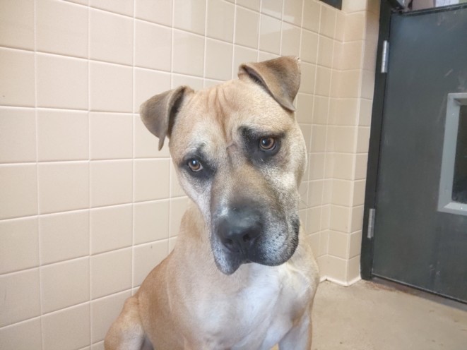 MELMAN, an adoptable Mixed Breed in Santa Fe, NM, 87507 | Photo Image 1