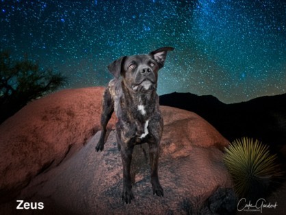 ZEUS