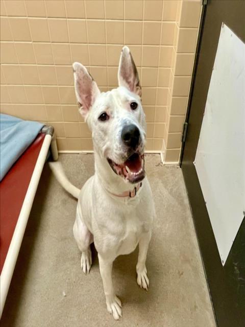 PATRON, an adoptable Mixed Breed in Santa Fe, NM, 87507 | Photo Image 1