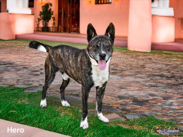 HERO, an adoptable Mixed Breed in Santa Fe, NM, 87507 | Photo Image 1