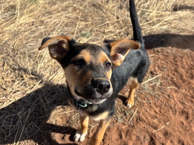ZIGGY, an adoptable Mixed Breed in Santa Fe, NM, 87507 | Photo Image 1