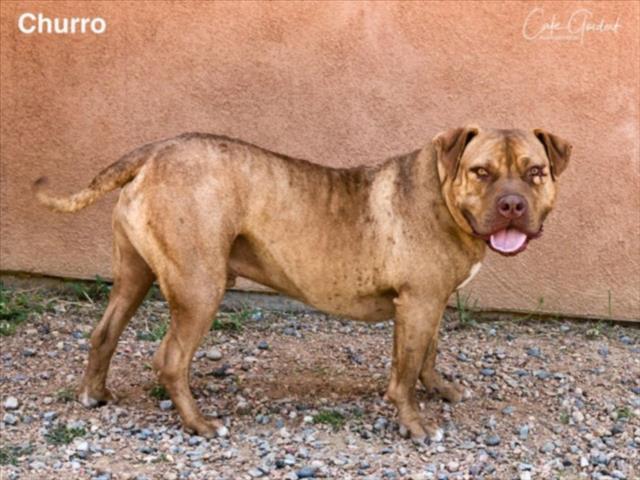 CHURRO, an adoptable Mixed Breed in Santa Fe, NM, 87507 | Photo Image 1