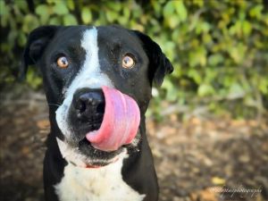 LUCK Pit Bull Terrier Dog