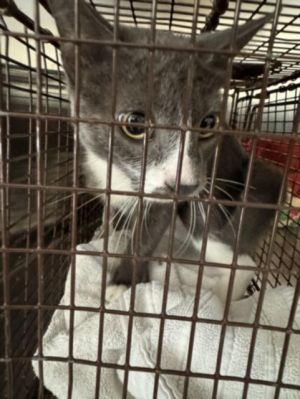 ASHY Domestic Short Hair Cat