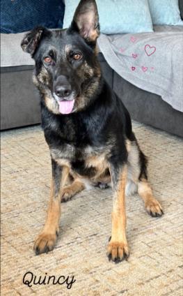 QUINN German Shepherd Dog Dog