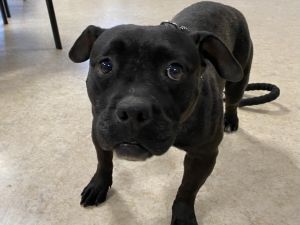 PRIETA Pit Bull Terrier Dog
