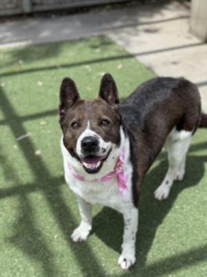DOLLY Akita Dog