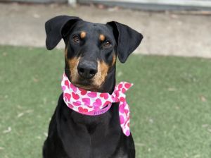LUCY Doberman Pinscher Dog