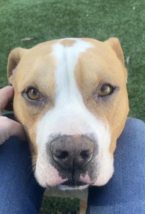 TANNER Pit Bull Terrier Dog