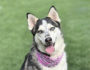 LUCY Siberian Husky Dog