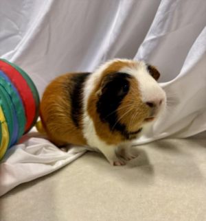 AUBREY, Adult Male Guinea Pig