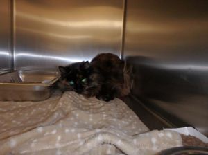 COCO, Adult Female Domestic Long Hair