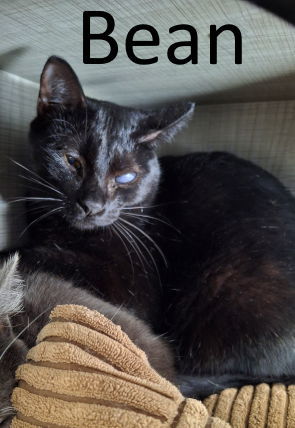 Bean, an adoptable Domestic Medium Hair in Mountain View, AR, 72560 | Photo Image 1