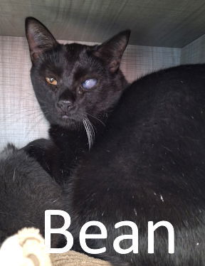 Bean, an adoptable Domestic Medium Hair in Mountain View, AR, 72560 | Photo Image 2