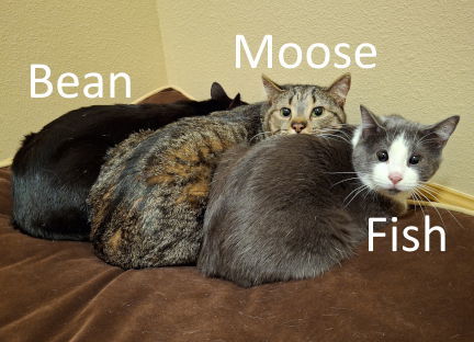 Bean, an adoptable Domestic Medium Hair in Mountain View, AR, 72560 | Photo Image 3