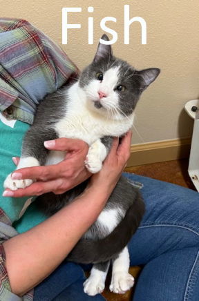 Fish, an adoptable Domestic Medium Hair in Mountain View, AR, 72560 | Photo Image 1