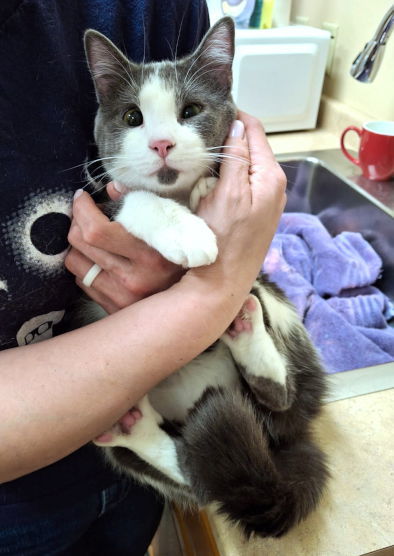Fish, an adoptable Domestic Medium Hair in Mountain View, AR, 72560 | Photo Image 2
