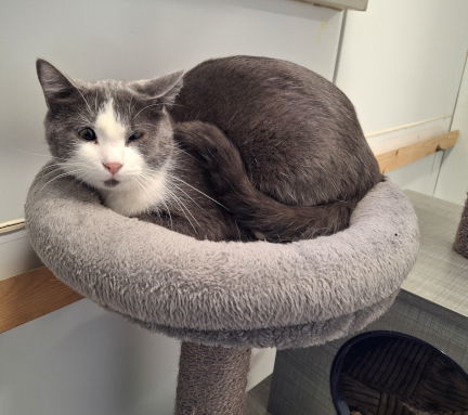 Fish, an adoptable Domestic Medium Hair in Mountain View, AR, 72560 | Photo Image 3