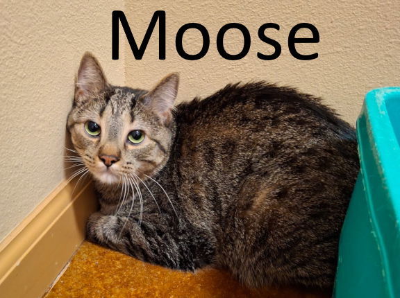 Moose