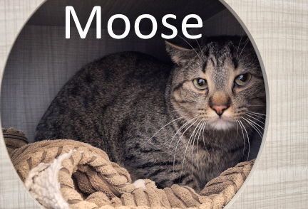 Moose